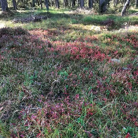 Nautica Pogorzelica (Gmina Rewal)